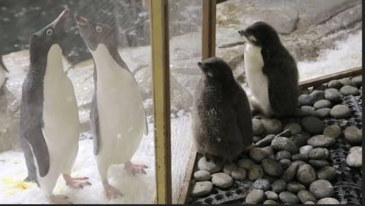 Nacieron dos pingüinos en el  zoo de México