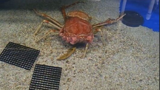 Impresionante momento en que un cangrejo cambia de caparazón