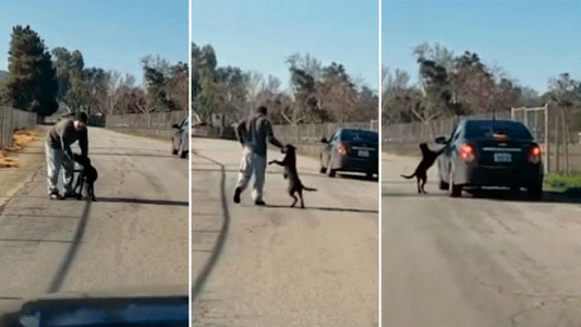 Video cruel: lo grabaron abandonando a su perro y la reacción del animales desgarradora