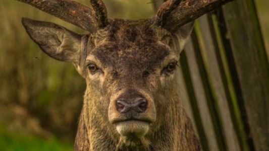 La extraña enfermedad que transforma en "zombies" a los ciervos: investigan si puede afectar a humanos