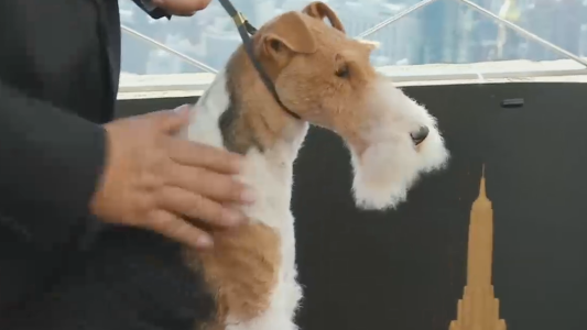 Conocé al perro del año