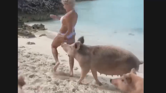 Una modelo acosada por chanchos