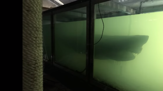 Video escalofriante: un youtuber recorría un parque acuático abandonado y se encontró con una sorpresa