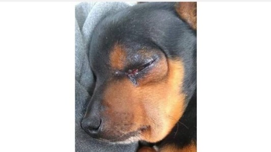 El perro que fue mordido por una serpiente intentando defender a sus dueños