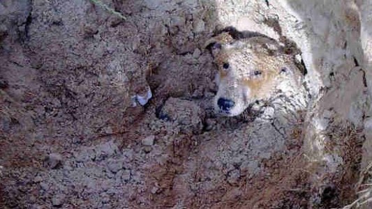 Conmoción en Sudáfrica: enterró viva a su perra discapacitada porque era una molestia