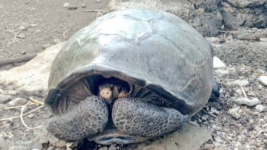 Hallaron una tortuga que se creía extinta hace un siglo