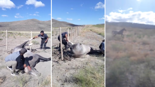 El emotivo rescate de un caballo atrapado en un alambrado