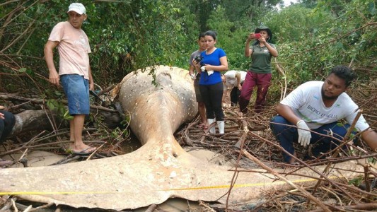 Misterio en el Amazonas: hallaron una ballena de 8 metros en la selva