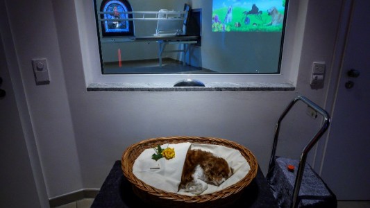 Dolor en el cementerio "El cielo de los animales"