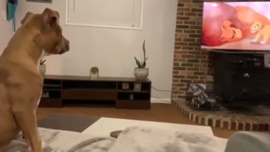 Ternura total: el perro que llora al ver la muerte de Mufasa en El Rey león