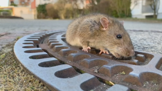 El insólito rescate de una rata excedida de peso