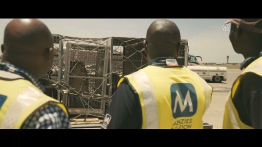 Rescatan leones de circo y los liberan en Sudáfrica