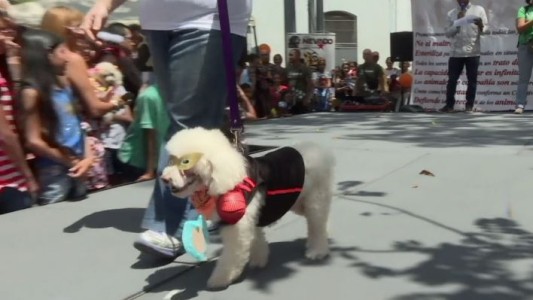 Carnaval de mascotas en Venezuela
