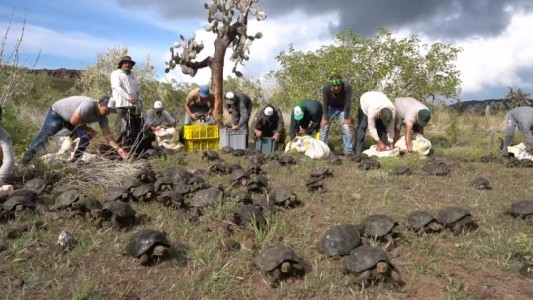 Liberan más de 150 tortugas en Galápagos