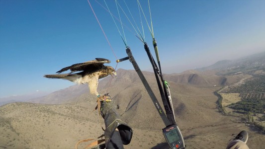 Un halcón domesticado hace parapente