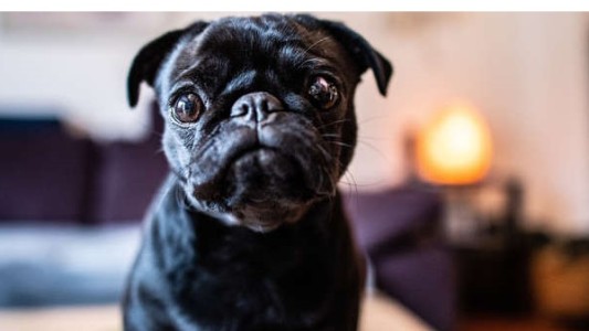 Debía impuestos, le confiscaron la perra y la vendieron por internet