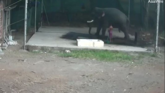 Un elefante mató a su cuidador al sentarse encima