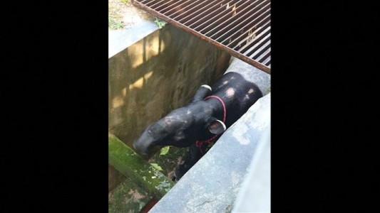 Así rescataban a un tapir atrapado en un desagüe