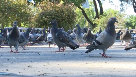 En Santa Fe usaran anticonceptivos para palomas