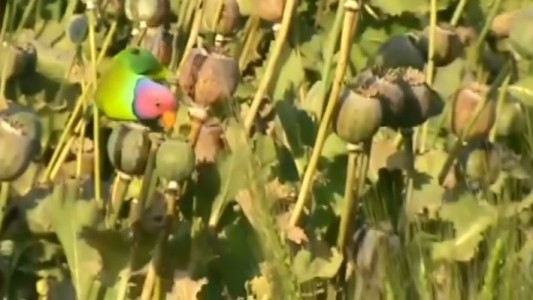 Insólito: loros adictos al opio