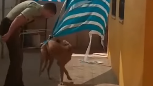 Emocionante rescate: un carabinero ayudó a un perro atrapado en una tela
