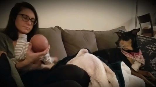 ¿Ternura o pesadilla? El perro se contagia el llanto del bebé