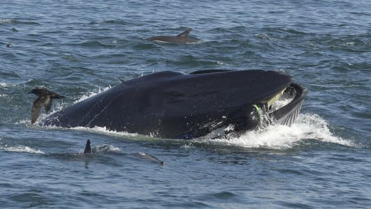 Una ballena se tragó a un buzo y lo escupió en una playa de Sudáfrica