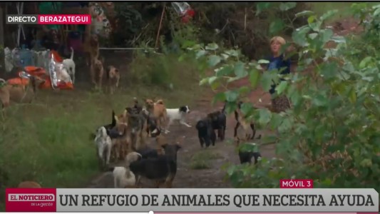 Más de 100 perros a la deriva: ¿cómo ayudar al refugio?