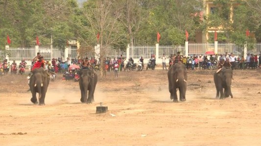Carrera de elefantes ¿Diversión o crueldad?