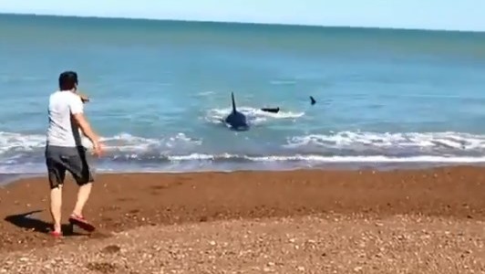 Video: las tres orcas que sorprenden a un turista en la costa de Puerto Madryn
