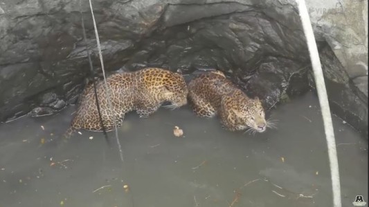 Dramático rescate de dos leopardos que cayeron a un pozo