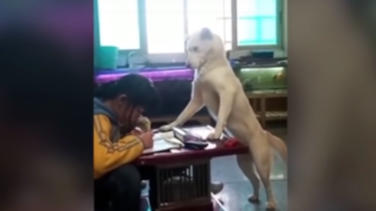 Video: entrenó a su perro para impedir que su hija toque el teléfono y haga la tarea