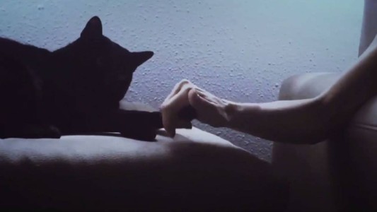 El emotivo momento en que una mujer con parkinson logra acariciar a su gato