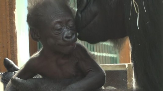 Nuevo inquilino en el zoo francés