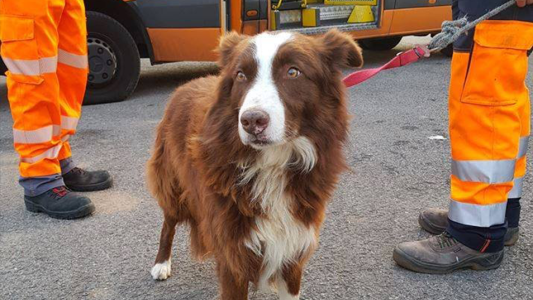 La historia del perro pastor que persiguió al camión que llevaba sus ovejas al matadero
