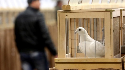 Récord insólito: subastaron una paloma mensajera por 1,25 millones de euros