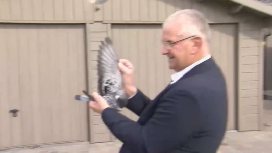 Armando: el palomo mensajero que vale un millón de euros