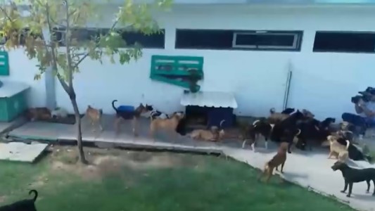 Final feliz para 120 perros que habían quedado en la calle