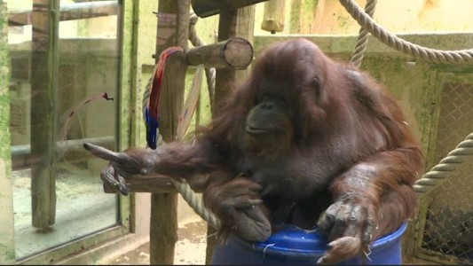 La orangutana pintora cumple 50 años