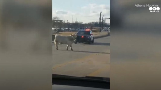Vaca fugitiva en plena ciudad