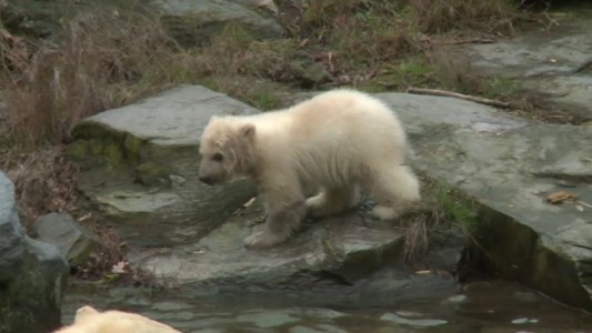 Una pequeña osa polar enamora a todos en Berlín