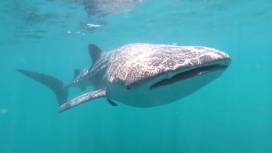Inéditas imágenes del tiburón ballena