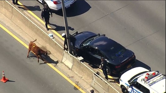Caos por una vaca suelta en la autopista de Nueva York