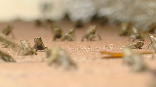 Impresionante invasión de sapos