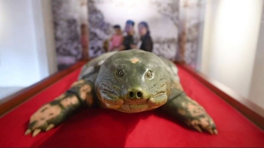 Embalsaman a la tortuga más famosa de Vietnam
