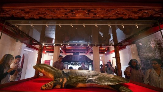 Embalsamaron a la tortuga gigante cuya muerte conmocionó al país