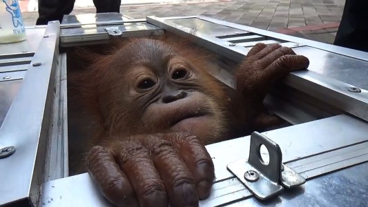 Detenido por contrabandear un orangután bebé dentro de una valija