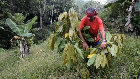 Campesinos colombianos en crisis por dejar de sembrar coca