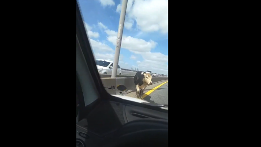 Insólito: una vaca se escapó y empezó a correr por la autopista Bs. As. - La Plata