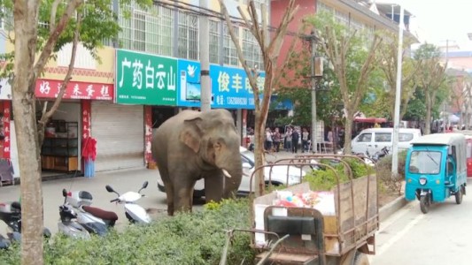 Pánico por elefante salvaje suelto en la ciudad